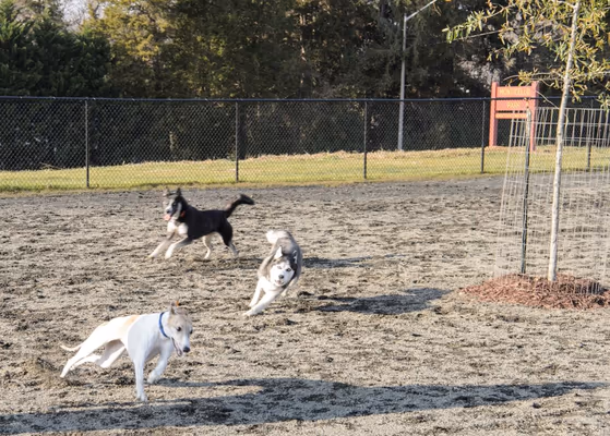 Monticello Park Off Leash Area photo 2